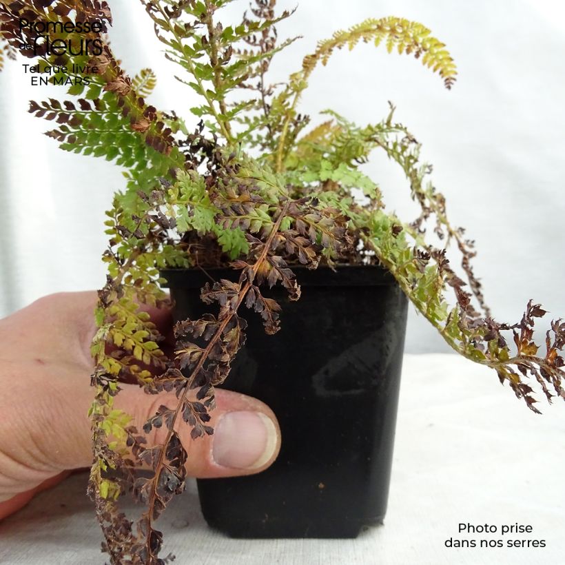 Polystichum setiferum Densum - Helecho peludo Maceta de 8/9 cm Ejemplar entregado en invierno