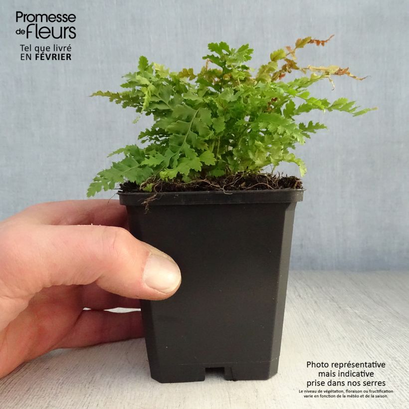 Polystichum setiferum Herrenhausen - Helecho peludo Maceta de 8/9 cm Ejemplar entregado en invierno