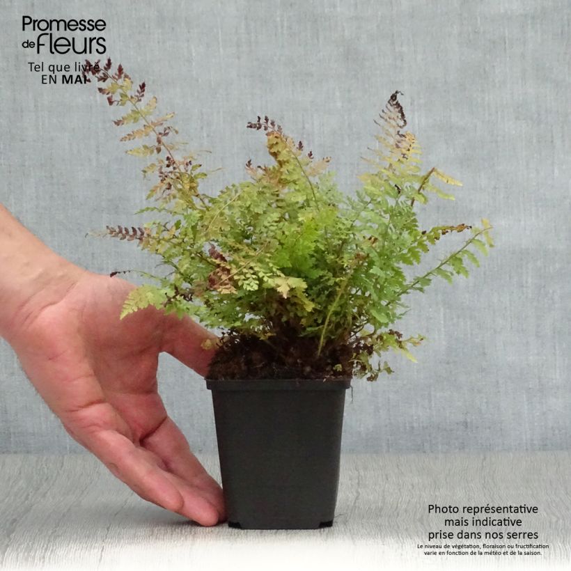 Polystichum setiferum Herrenhausen - Helecho peludo Maceta de 8/9 cm Ejemplar entregado en la primavera