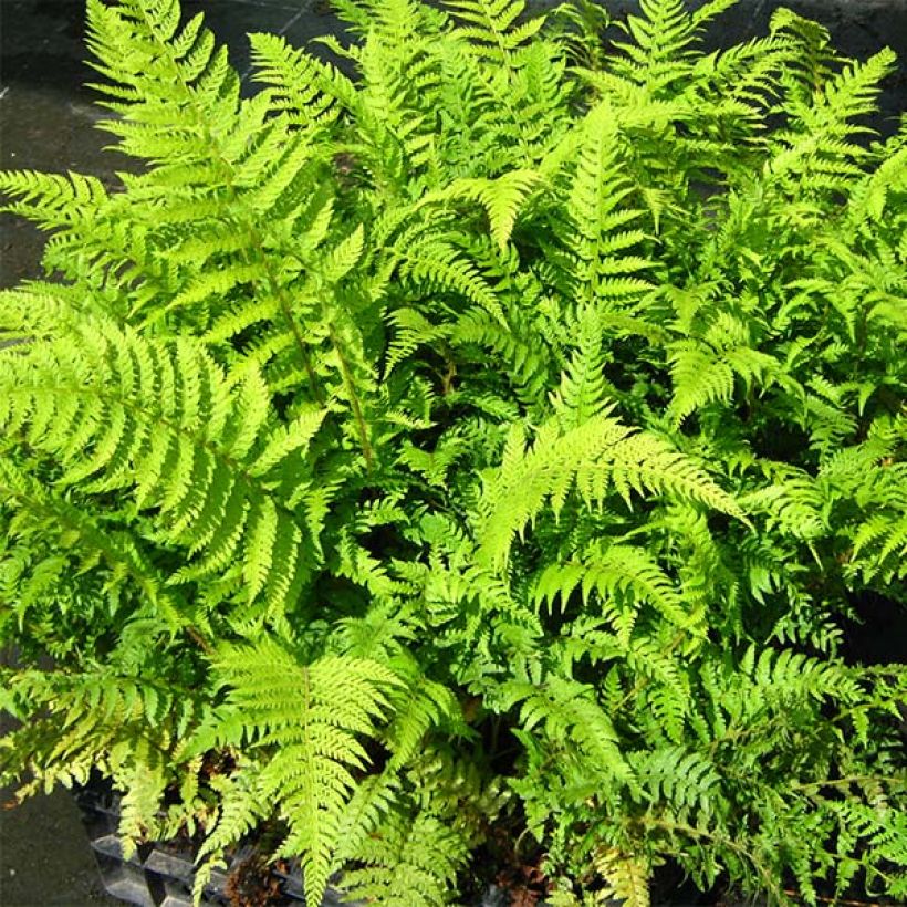 Polystichum setiferum Dahlem - Helecho peludo (Follaje)