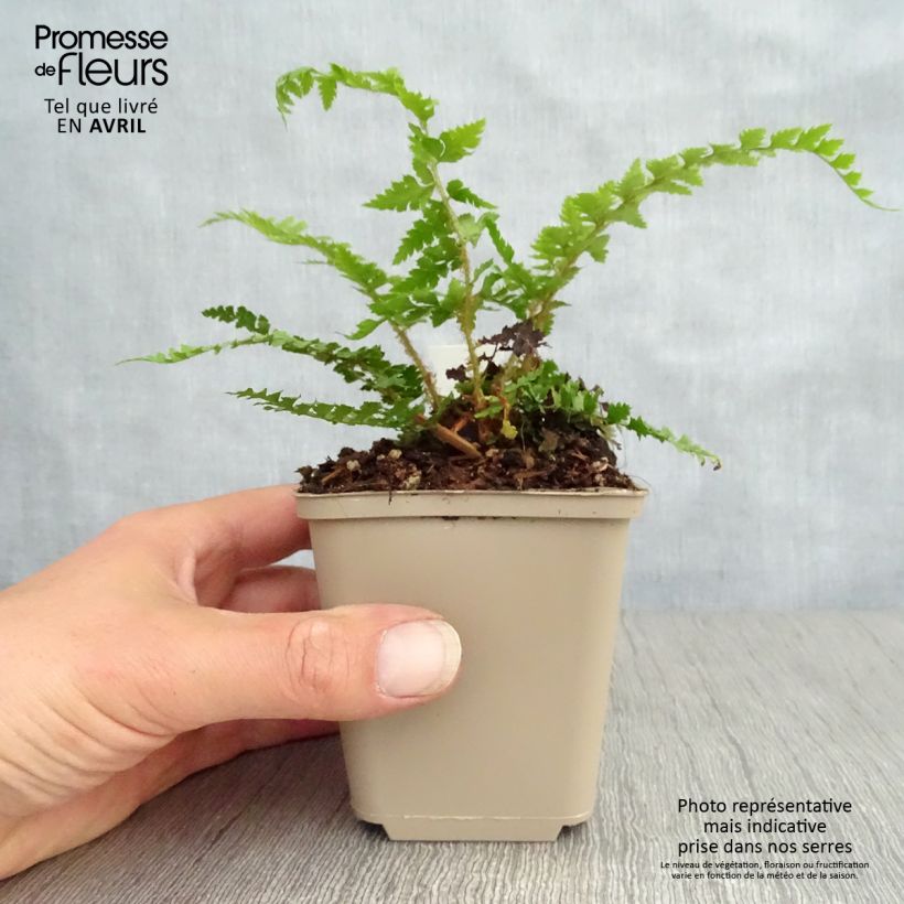 Polystichum setiferum Dahlem - Helecho peludo Maceta de 8/9 cm Ejemplar entregado en la primavera