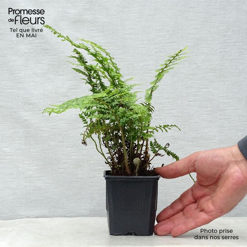 Polystichum setiferum - Helecho peludo Maceta de 8/9 cm Ejemplar entregado en la primavera