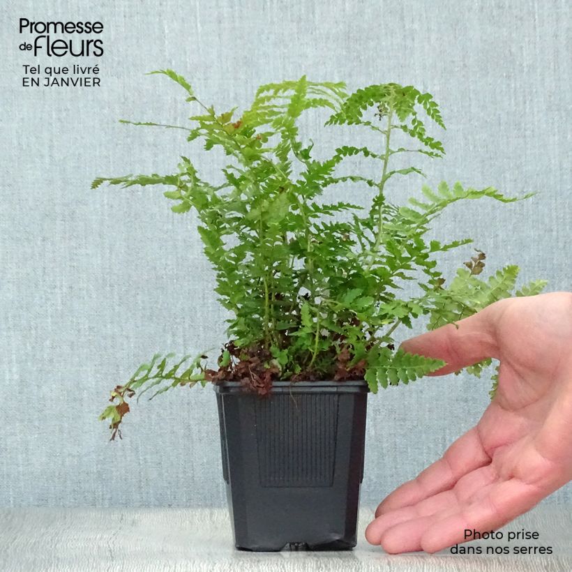 Polystichum setiferum - Helecho peludo Maceta de 8/9 cm Ejemplar entregado en invierno