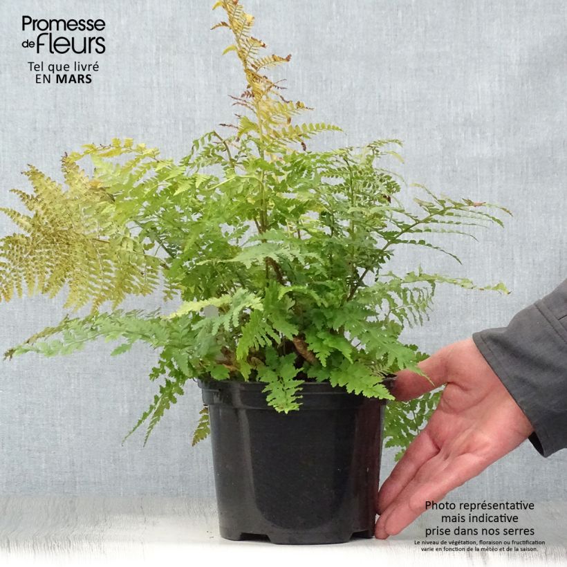 Polystichum setiferum - Helecho peludo Maceta 2L/3L Ejemplar entregado en la primavera