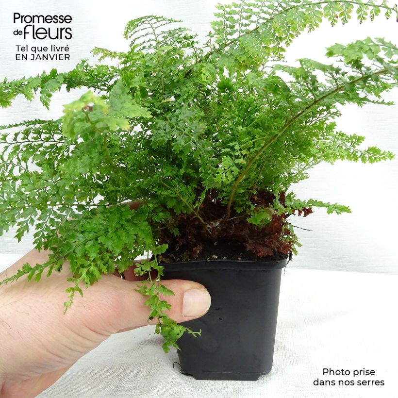 Polystichum setiferum Plumosum Densum - Helecho peludo Maceta de 8/9 cm Ejemplar entregado en invierno