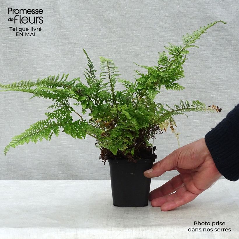 Polystichum setiferum Plumosum Densum - Helecho peludo Maceta de 8/9 cm Ejemplar entregado en la primavera