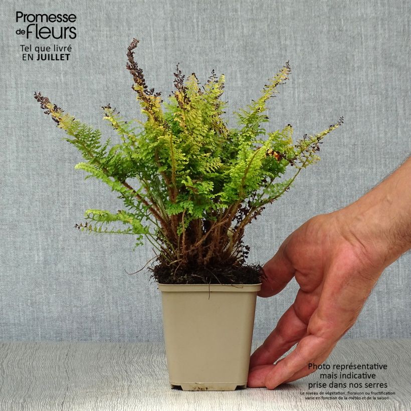 Ejemplar de Polystichum setiferum Plumosum Densum - Helecho peludo Maceta de 8/9 cm entregado en verano