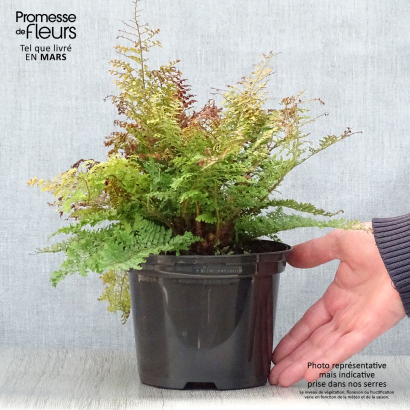 Polystichum setiferum Plumosum Densum - Helecho peludo Maceta 2L/3L Ejemplar entregado en la primavera