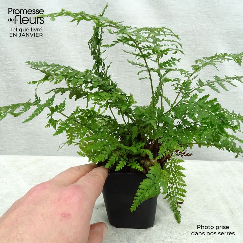 Polystichum setiferum Proliferum - Helecho peludo Maceta de 8/9 cm Ejemplar entregado en invierno