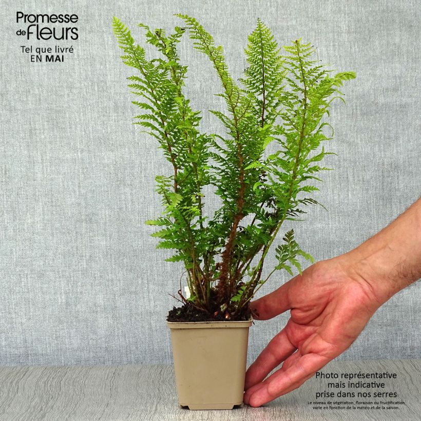 Polystichum setiferum Proliferum - Helecho peludo Maceta de 8/9 cm Ejemplar entregado en la primavera