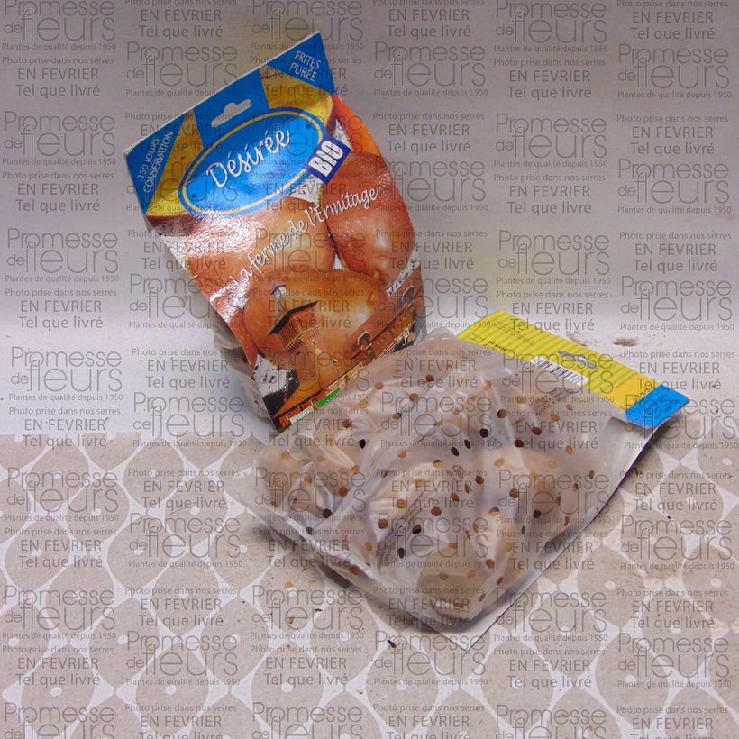 Ejemplo de ejemplar de Patata Desiree BIO Bolsa de 25 plántulas calibre 28/45 mm tal y como se entrega