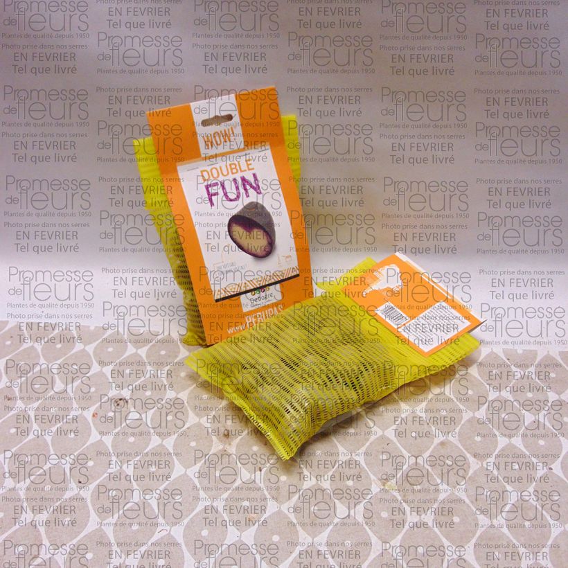 Ejemplo de ejemplar de Patata Double Fun Bolsa de 25 plántulas calibre 28/35 mm tal y como se entrega