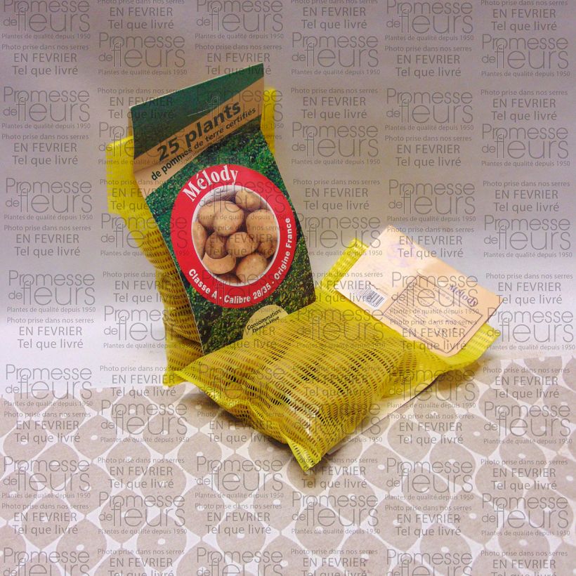 Ejemplo de ejemplar de Patata Melody Bolsa de 25 plántulas calibre 28/35 mm tal y como se entrega