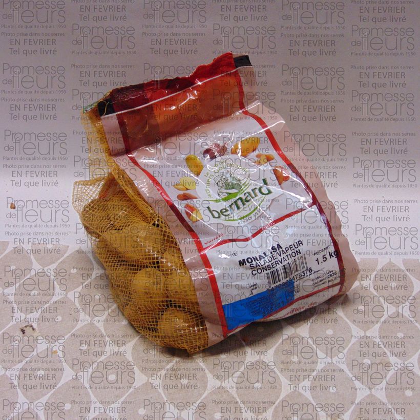Ejemplo de ejemplar de Patata Mona Lisa Pieza calibre 28/35 mm tal y como se entrega