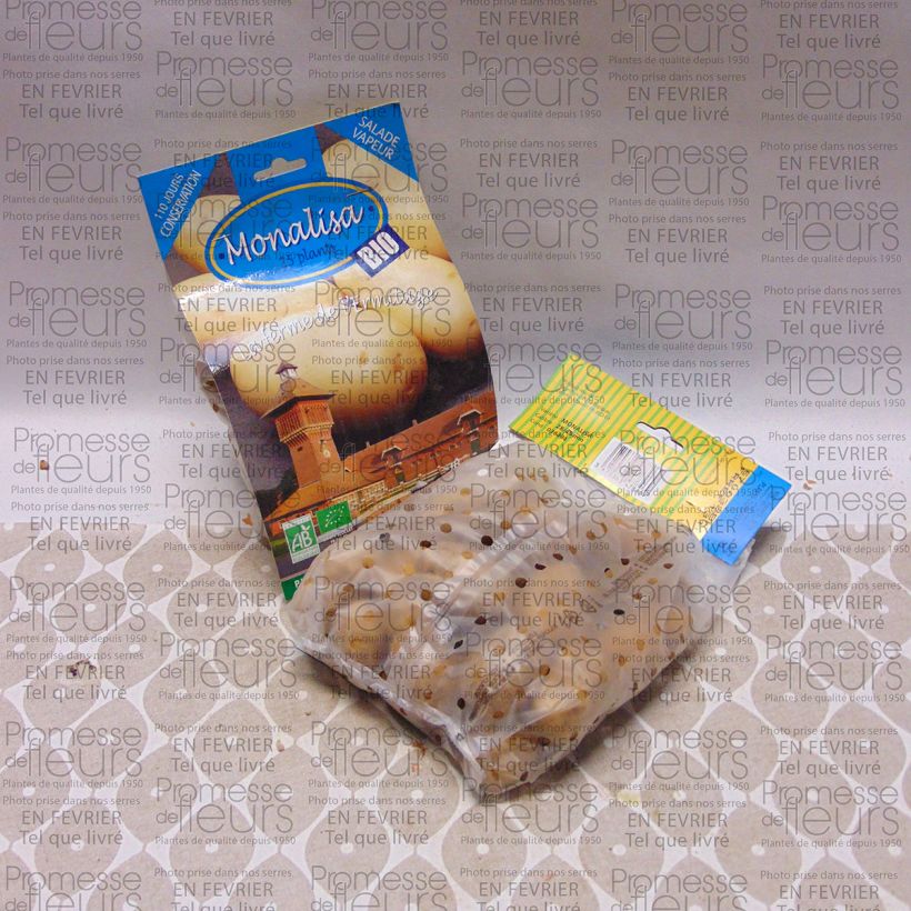 Ejemplo de ejemplar de Patata Mona Lisa BIO Bolsa de 25 plántulas calibre 28/45 mm tal y como se entrega