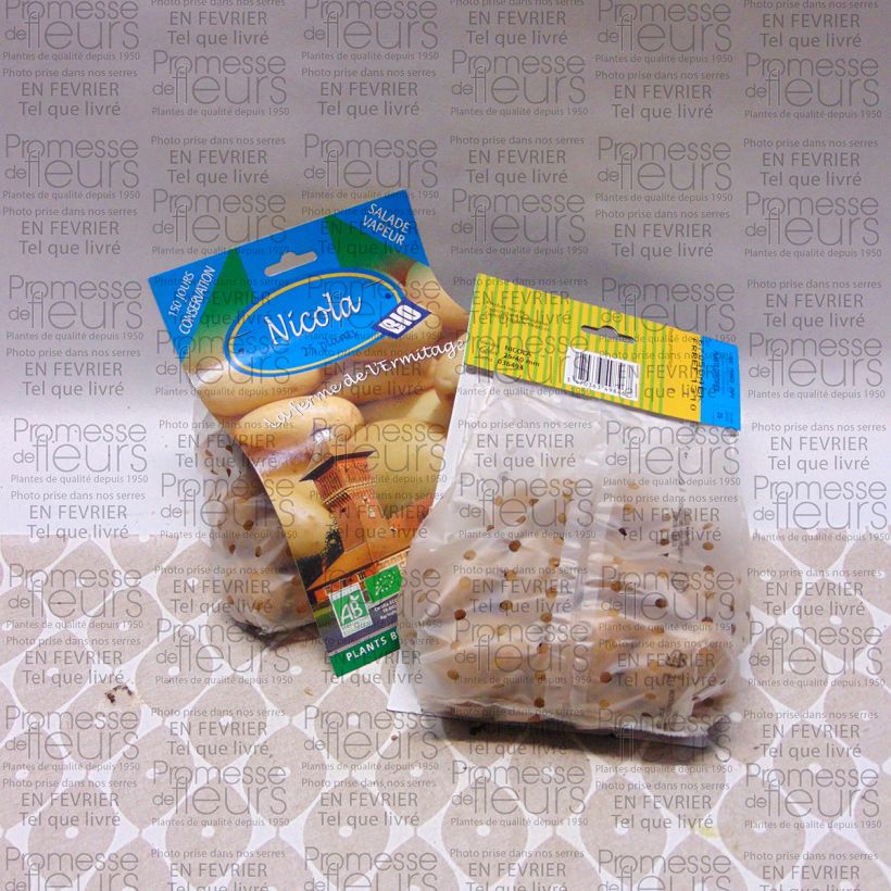 Ejemplo de ejemplar de Patata Nicola BIO Bolsa de 25 plántulas calibre 25/40 mm tal y como se entrega
