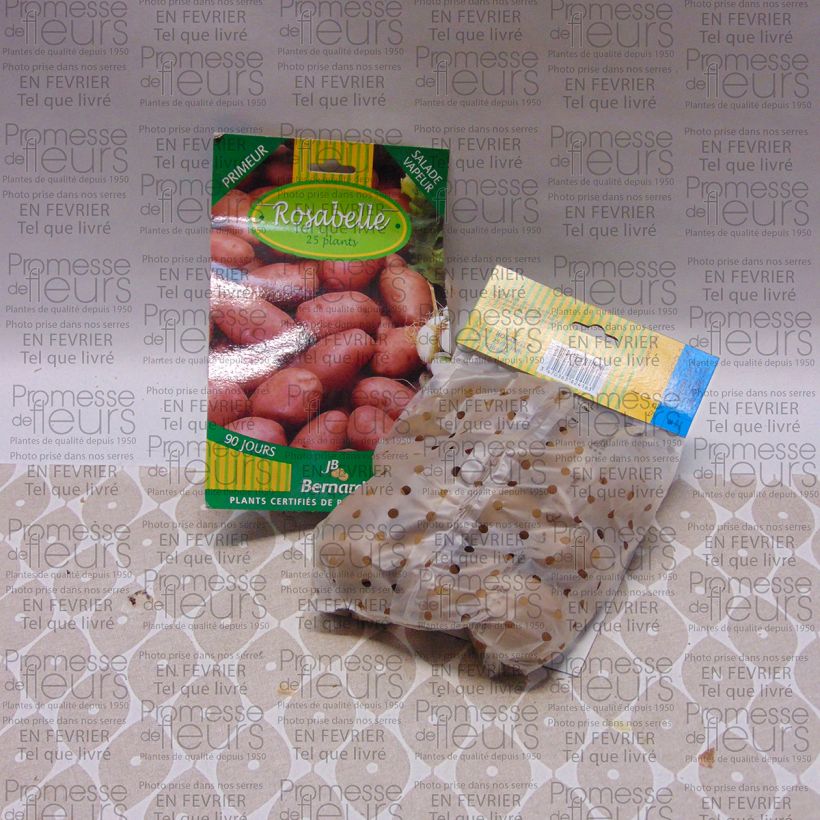 Ejemplo de ejemplar de Patata Rosabelle Bolsa de 25 plántulas calibre 25/40 mm tal y como se entrega