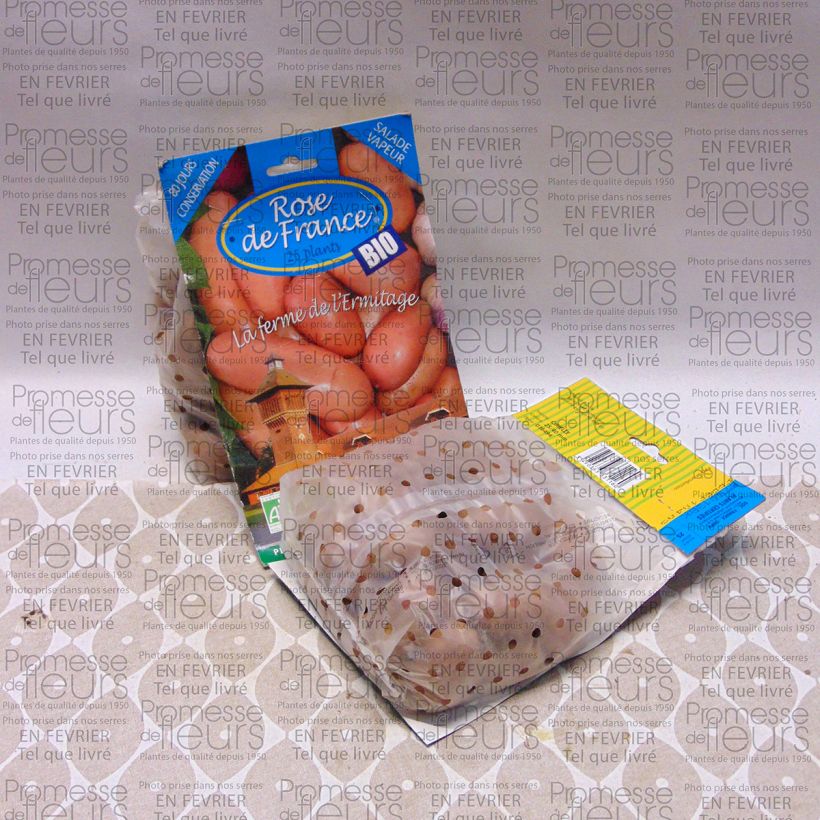 Ejemplo de ejemplar de Patata Rose de France BIO Bolsa de 25 plántulas calibre 25/40 mm tal y como se entrega