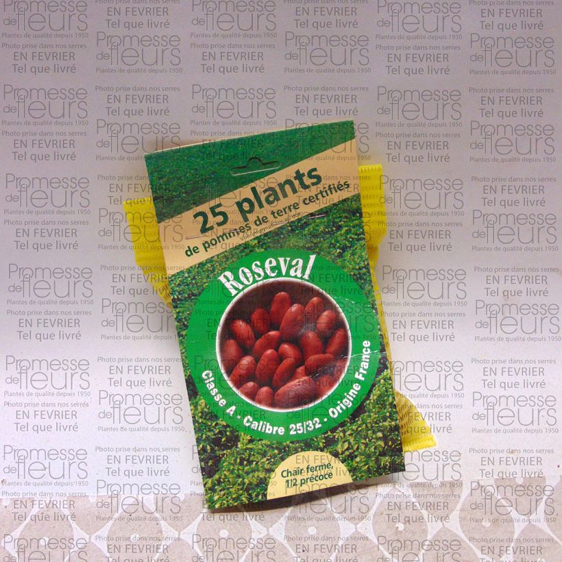 Ejemplo de ejemplar de Patata Roseval rouge Bolsa de 25 plántulas calibre 25/32 mm tal y como se entrega