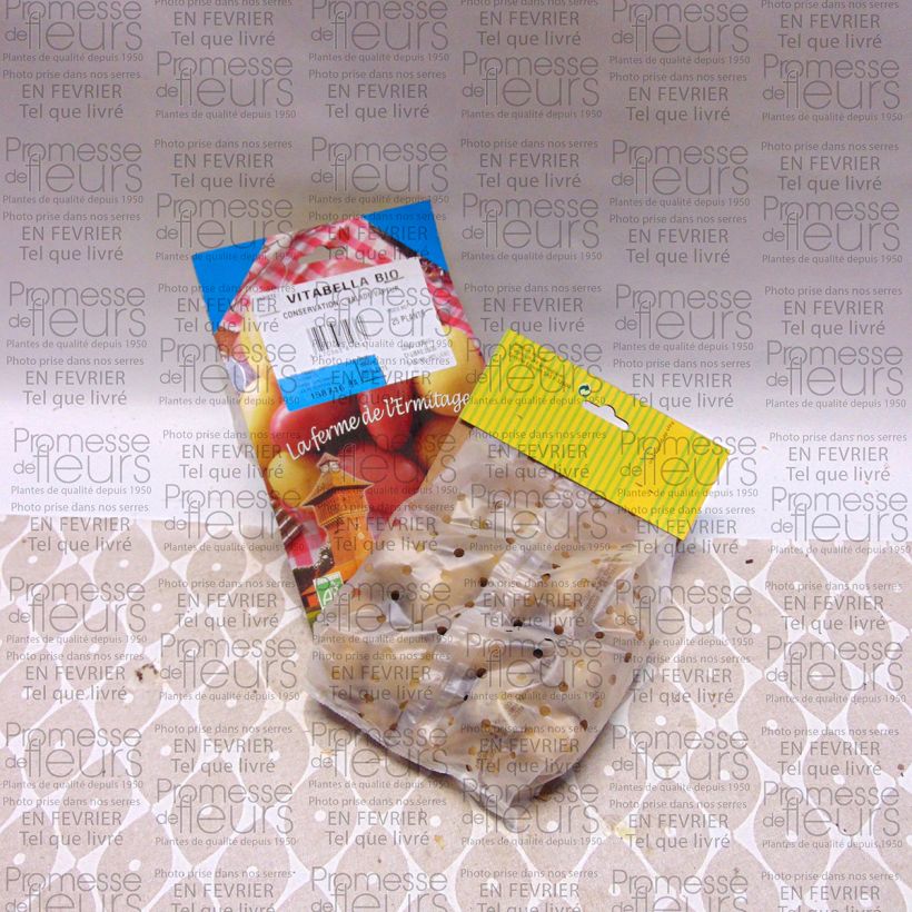 Ejemplo de ejemplar de Patata Vitabella BIO Bolsa de 25 plántulas calibre 28/45 mm tal y como se entrega