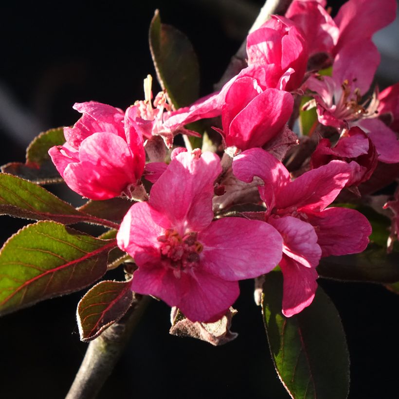 Manzano Blush rosette (Floración)