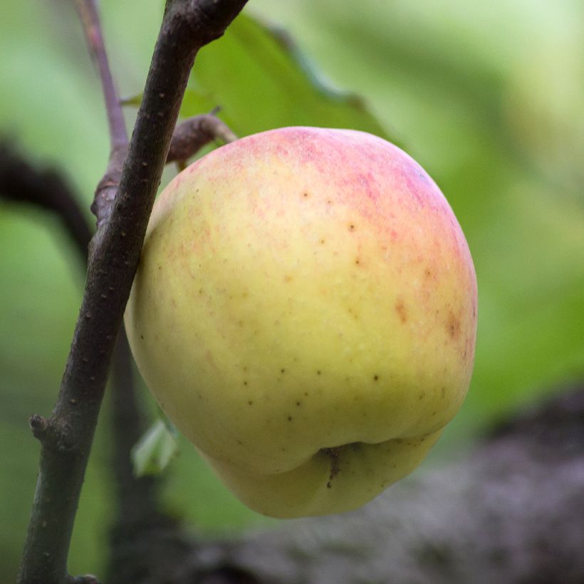 Manzano Bon père (Cosecha)