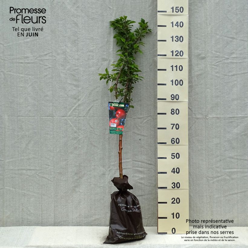 Manzano Delbard Celeste Cepellón "listo para plantar", Copa Ejemplar entregado en la primavera