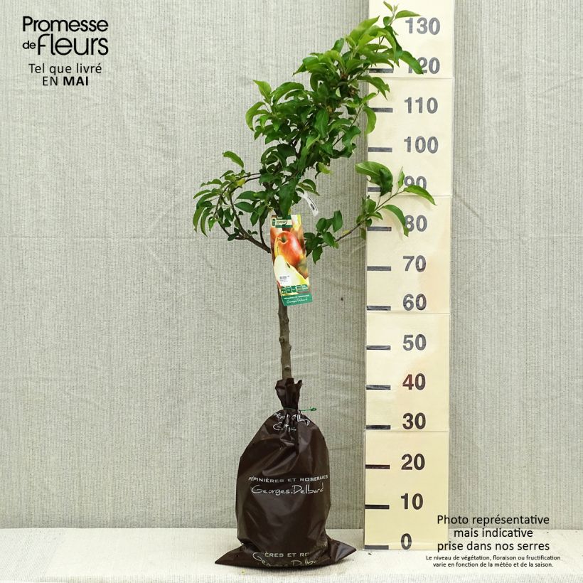 Manzano Delbarestivale Cepellón "listo para plantar", Copa Ejemplar entregado en la primavera