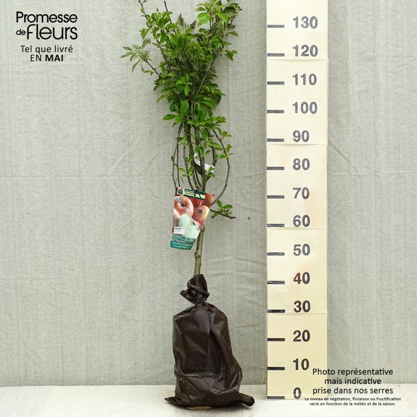 Manzano Harmonie Cepellón "listo para plantar", Copa Ejemplar entregado en la primavera