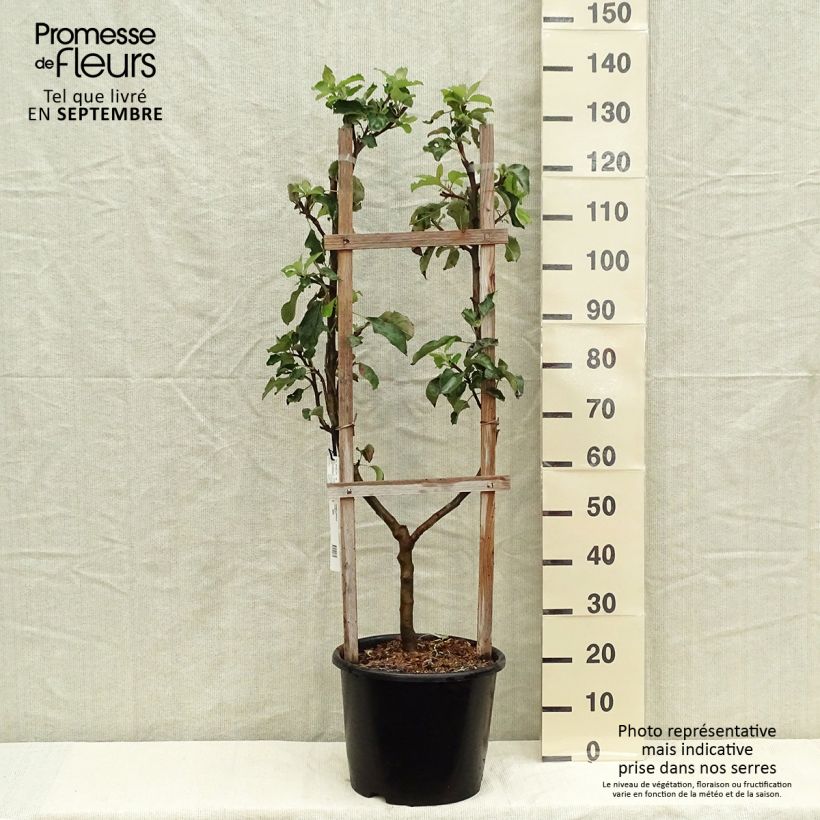 Ejemplar de Manzano Jonagold Maceta 7,5L/10L, Poda palmeta simple U entregado en otoño