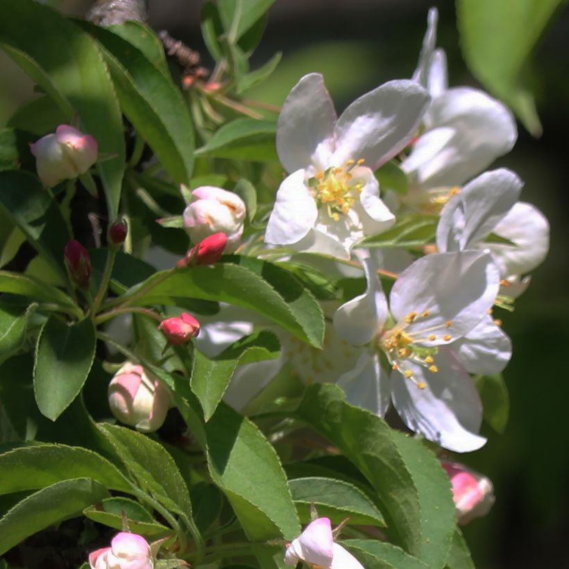Manzano de flor Sugar Tyme (Floración)