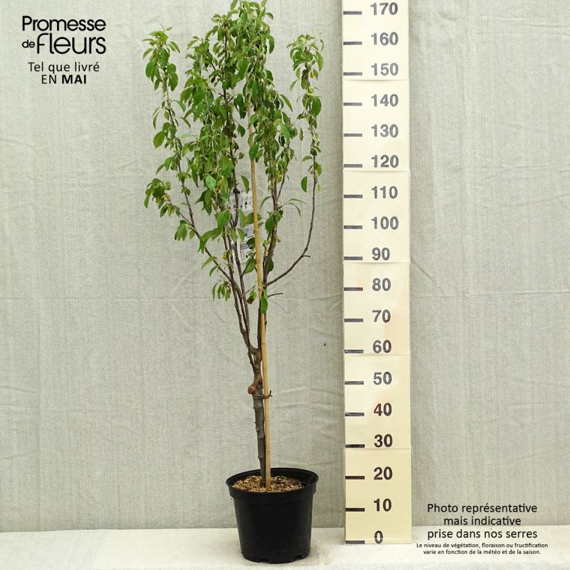 Manzano Museau de Lièvre Maceta 7,5L/10L, Copa Ejemplar entregado en la primavera