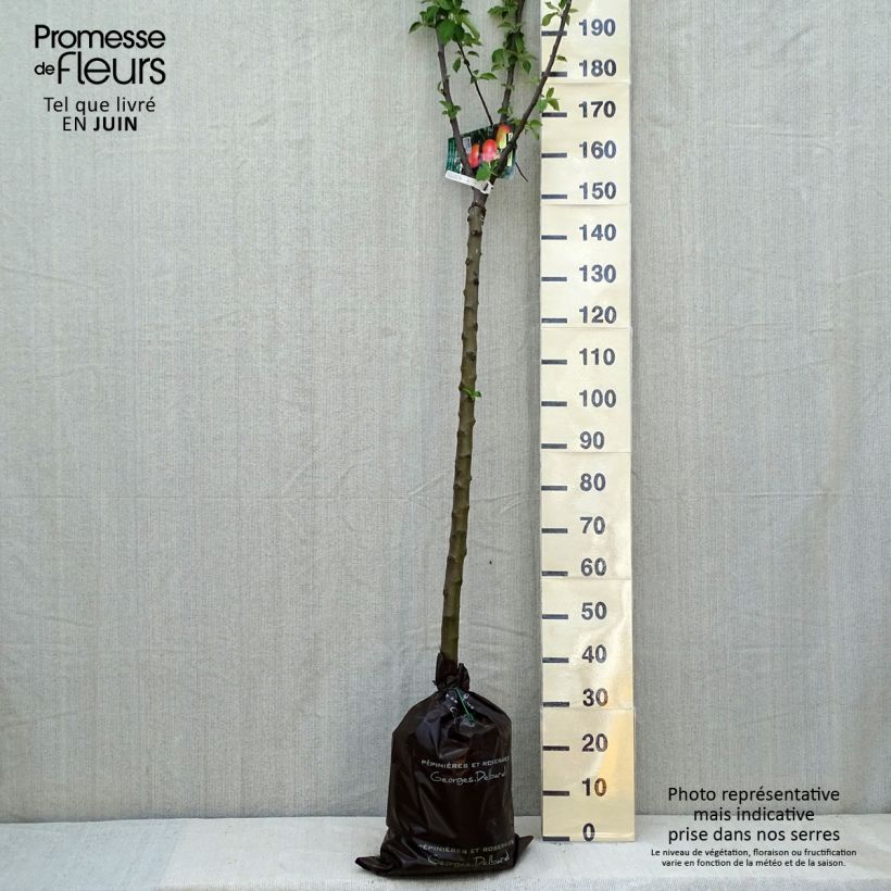 Manzano Rambour d'Hiver Cepellón "listo para plantar", Medio tallo Ejemplar entregado en la primavera