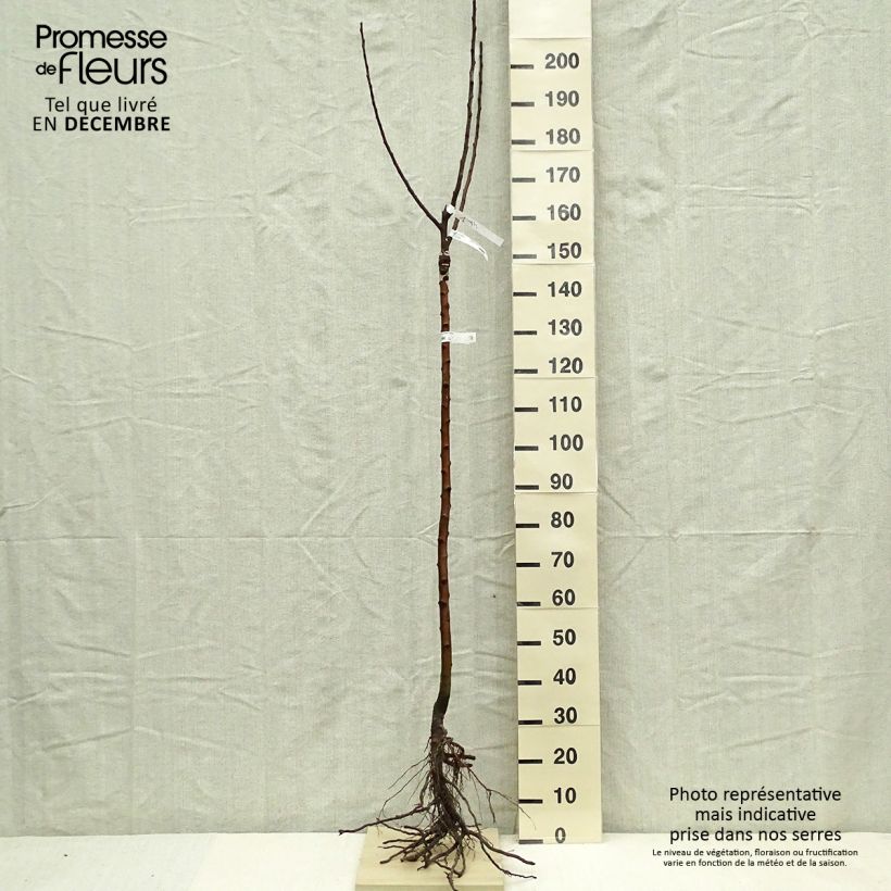 Manzano Rambour d'Hiver Raíces desnudas, Medio tallo Ejemplar entregado en invierno