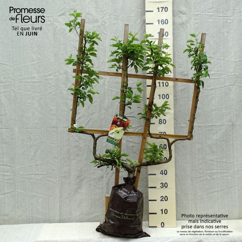 Manzano Royale Delbard Cepellón "listo para plantar", Poda palmeta doble U Ejemplar entregado en la primavera