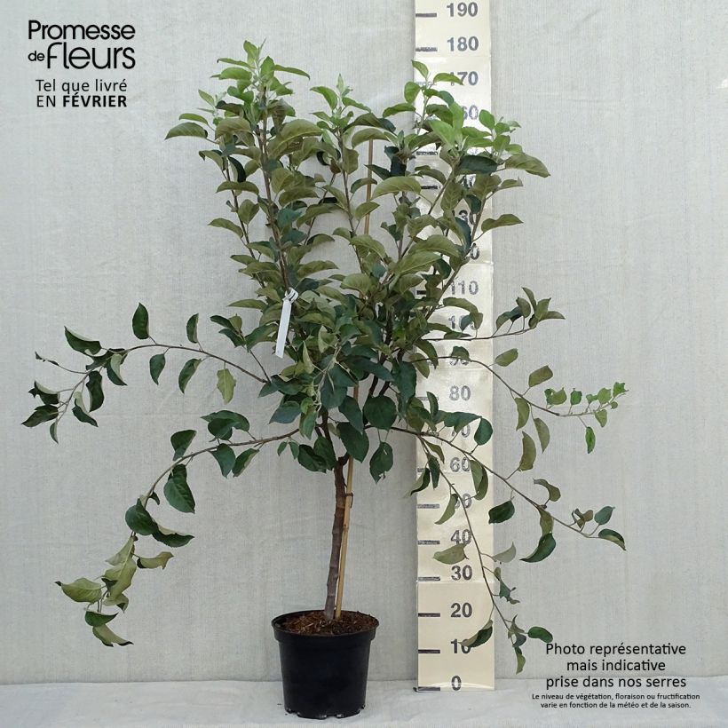 Ejemplar de Manzano Winter Banana Maceta 7,5L/10L, Copa entregado en otoño