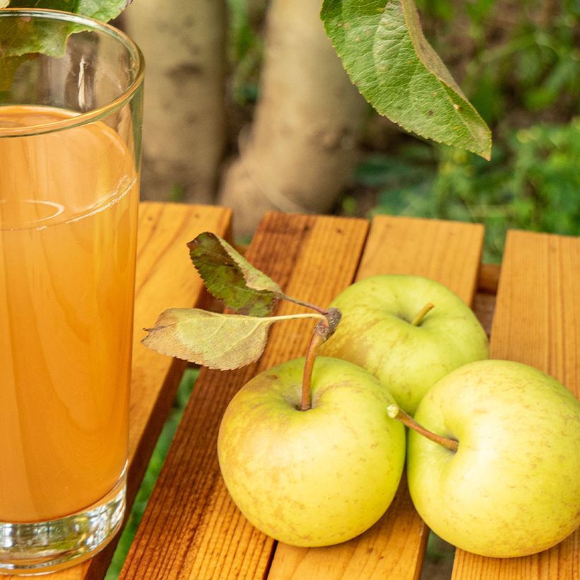 Manzano Petit Jaune (Cosecha)
