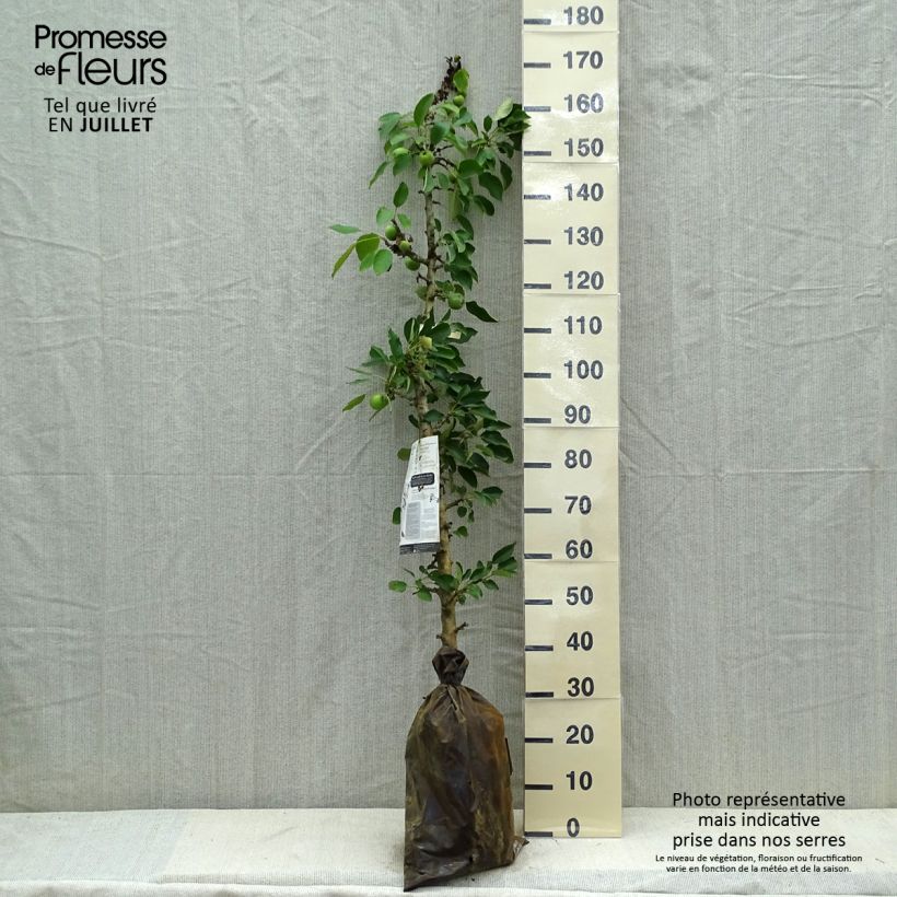 Ejemplar de Manzano columnar Amboise Cepellón "listo para plantar", Columnar entregado en verano
