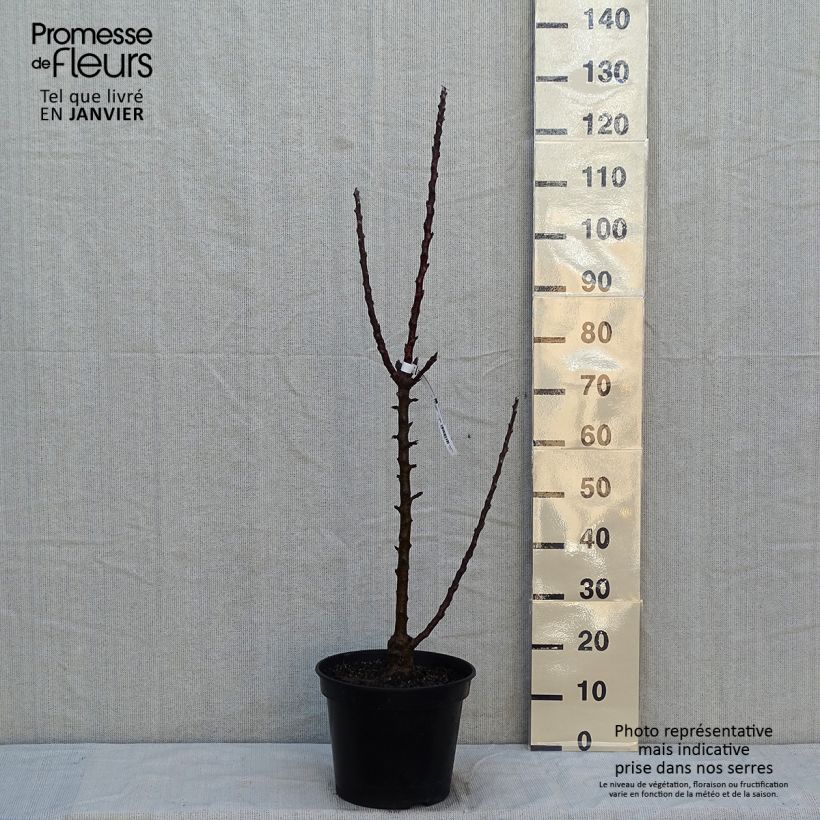 Manzano columnar Ballerina Polka Maceta 7,5L/10L, Columnar Ejemplar entregado en invierno