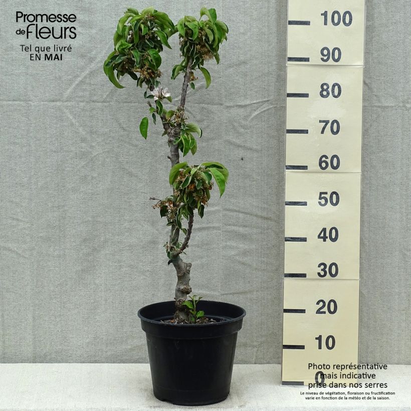 Manzano columnar Ballerina Valse Maceta 7,5L/10L, Columnar Ejemplar entregado en la primavera