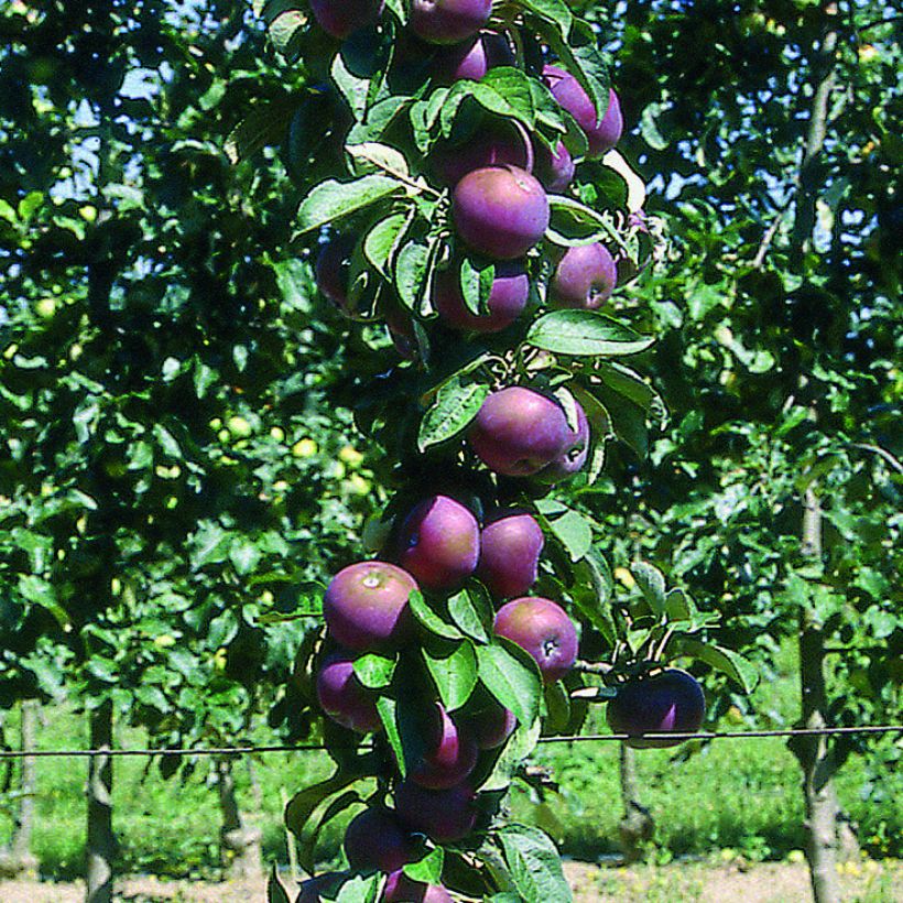 Manzano columnar Chinon (Cosecha)