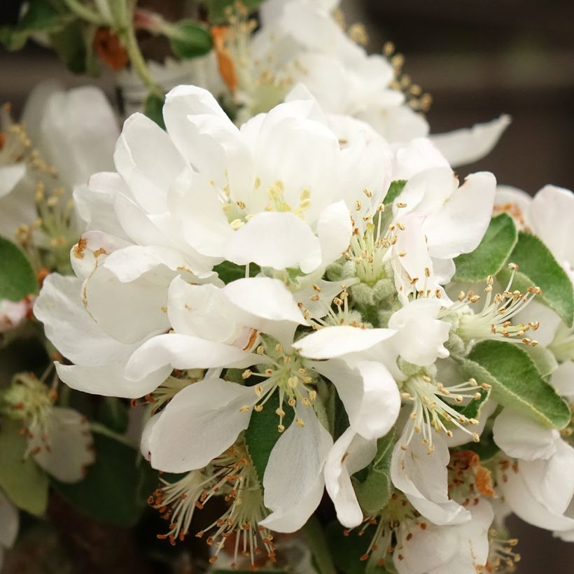 Manzano columnar Villandry (Floración)