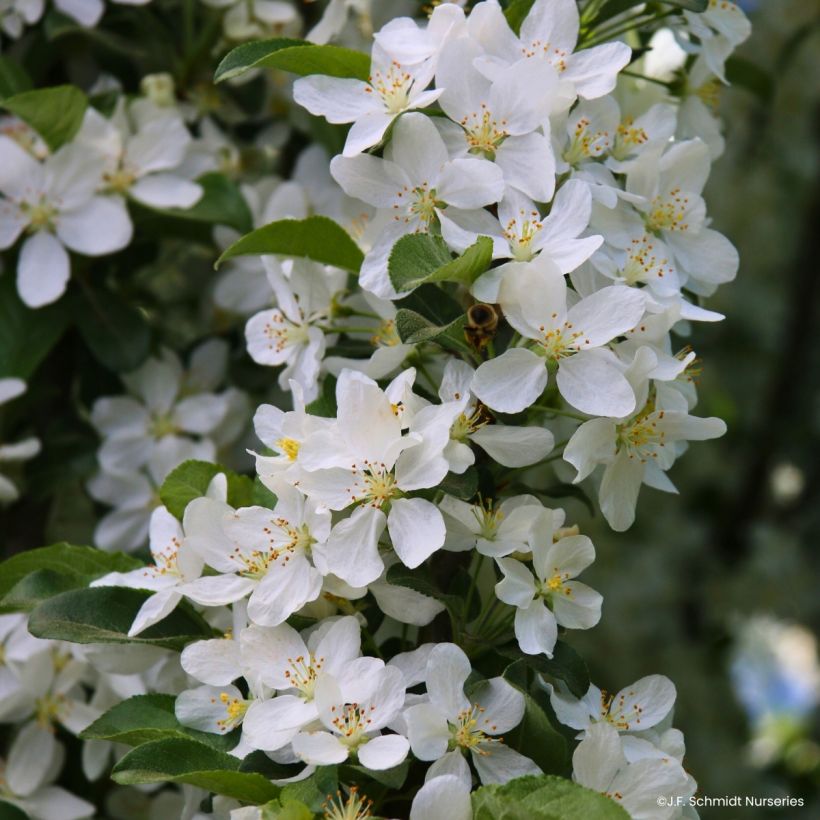 Malus Ivory Spear - Manzano de flor (Floración)