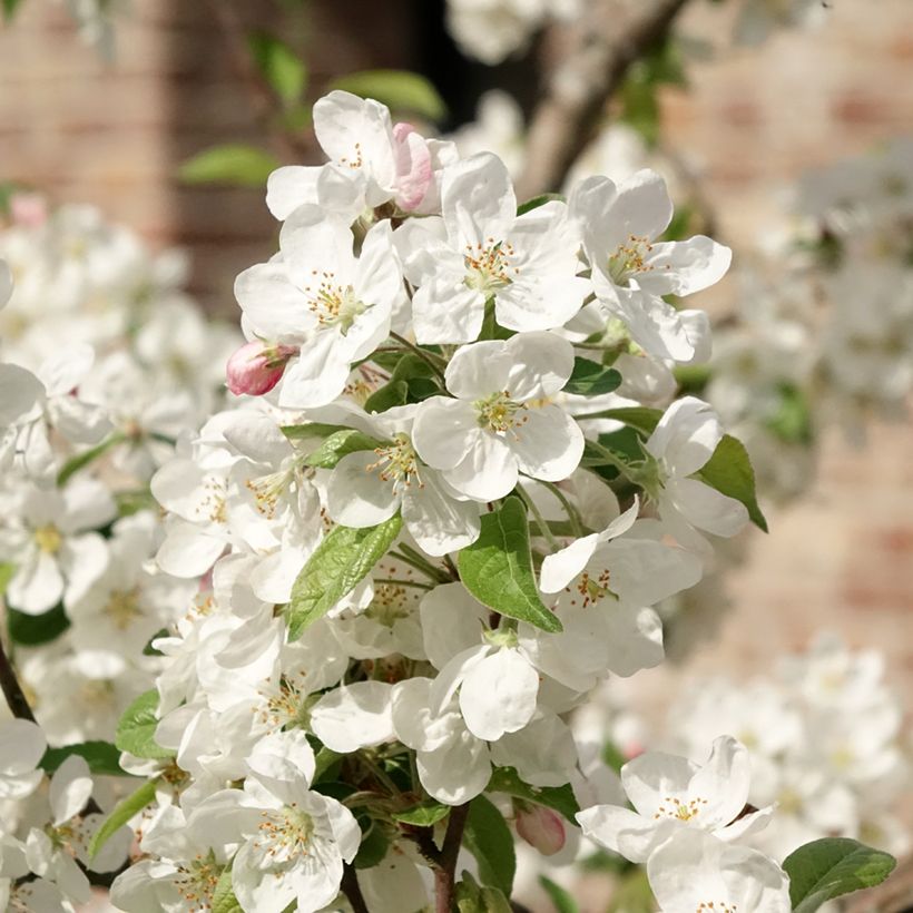 Manzano de flor Evereste (Floración)