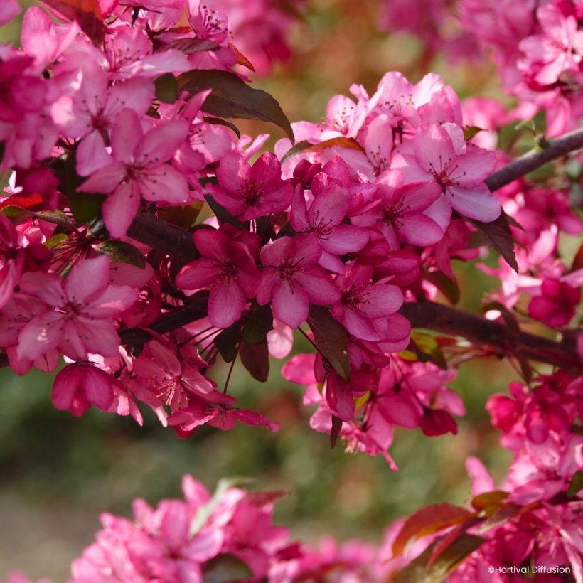 Malus Royal  Raindrops - Manzano de flor (Floración)