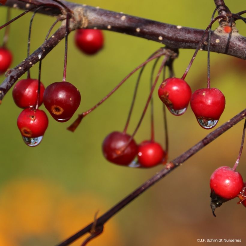 Malus Royal  Raindrops - Manzano de flor (Cosecha)
