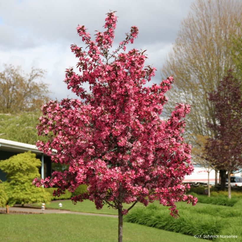 Malus Royal  Raindrops - Manzano de flor (Porte)
