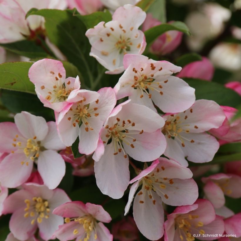 Malus JFS Sparkling Sprite - Manzano de flor (Floración)