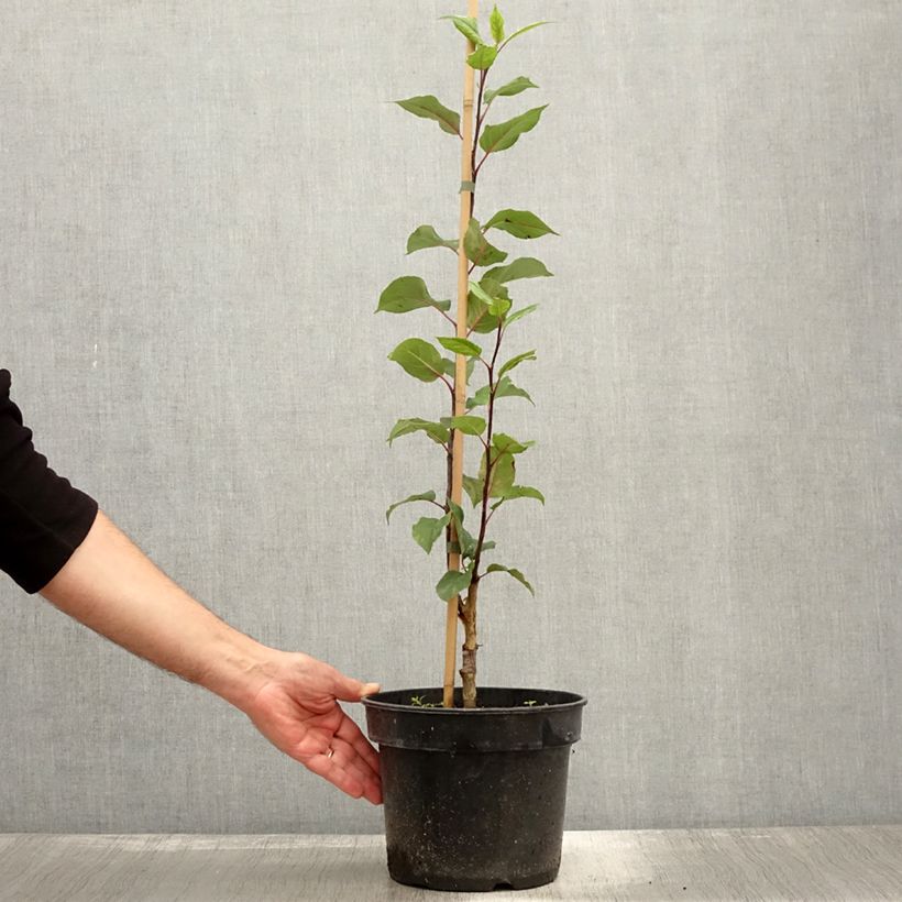 Ejemplar de Malus micromalus - Manzano de flor Maceta 4L/5L entregado en otoño