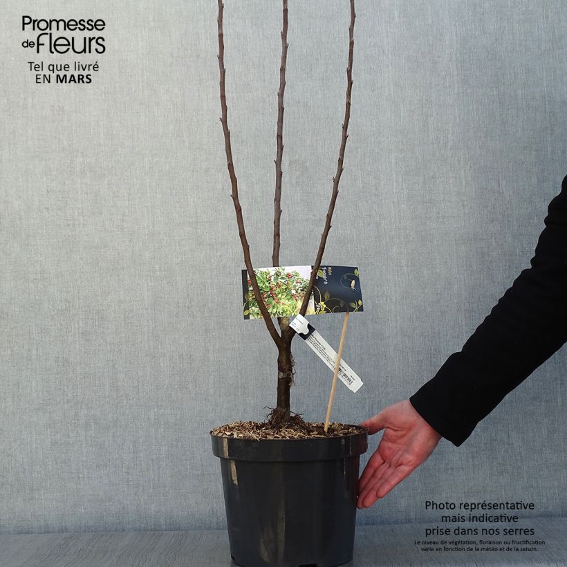 Manzano de flor Evereste Maceta 7,5L/10L Ejemplar entregado en invierno